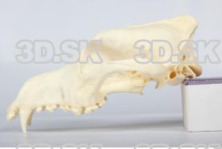Skull Dog 0014